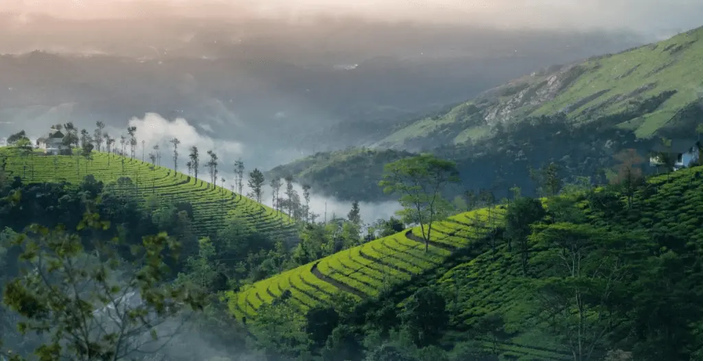 An image showing munnar view